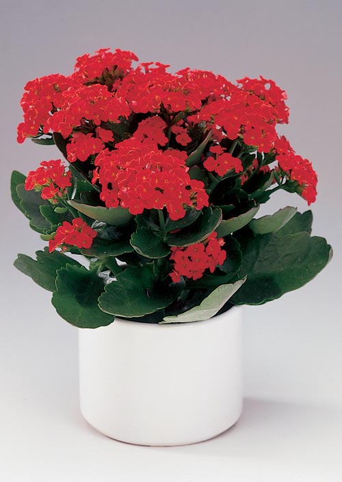 کالانکوئه , کالانکوآ , کالانشه‌آ , کالانشه نو, Kalanchoe, Palm Beach Belle